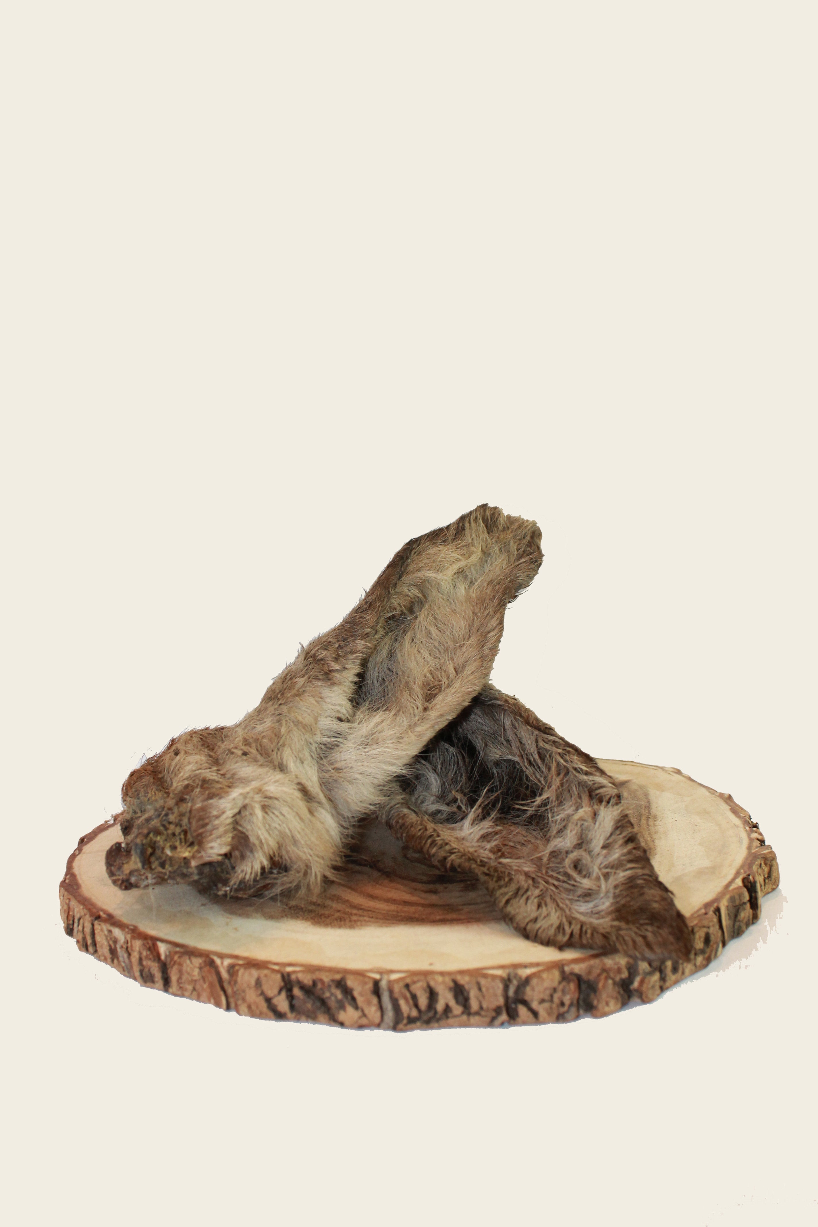 Hirschohren mit Fell