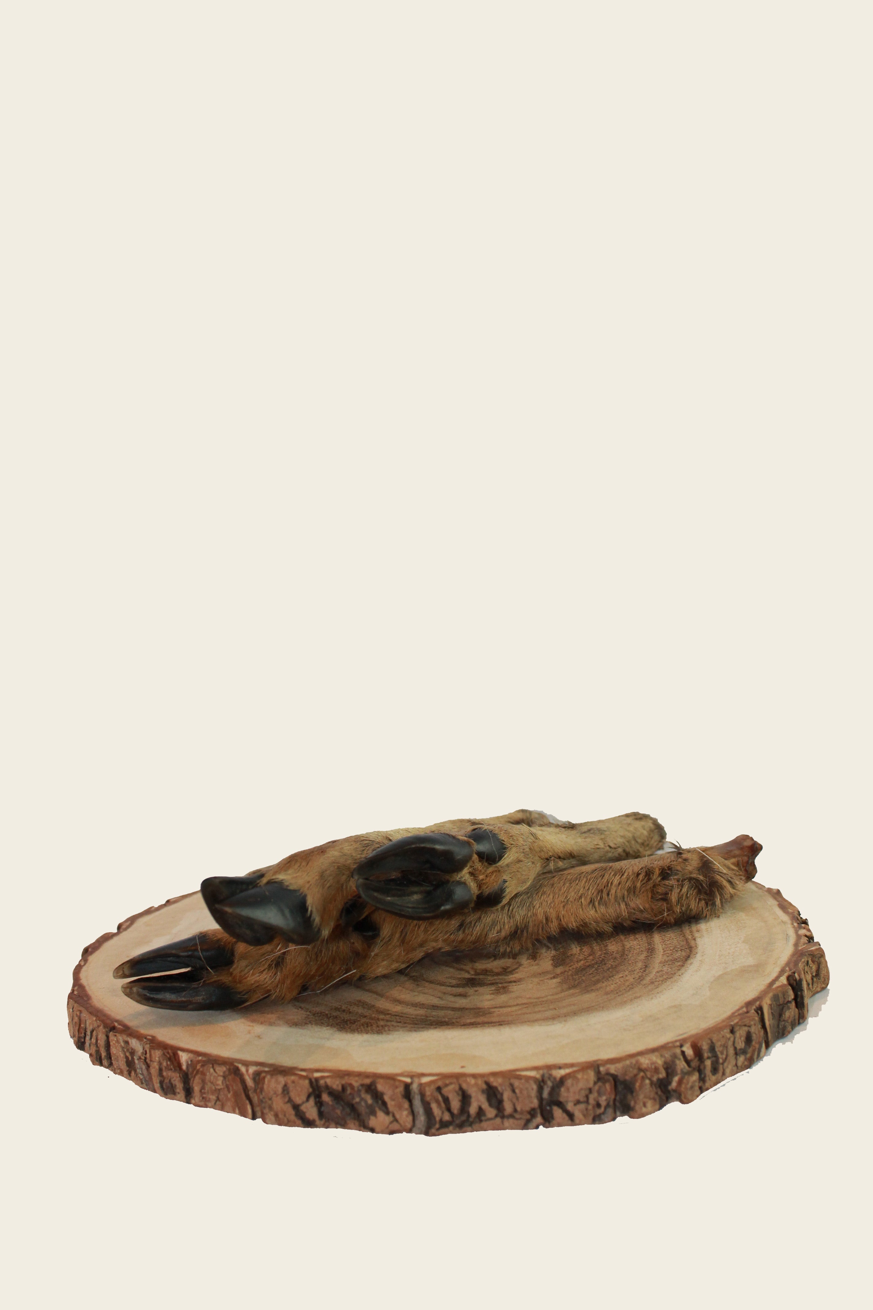 Hirsch Unterbein mit Fell